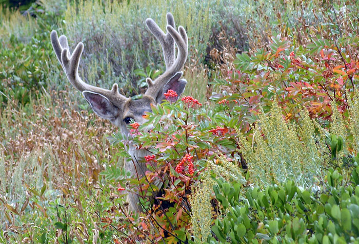 Deer buck feeding along trail below Amphitheater Lake - Grand Teton National Park