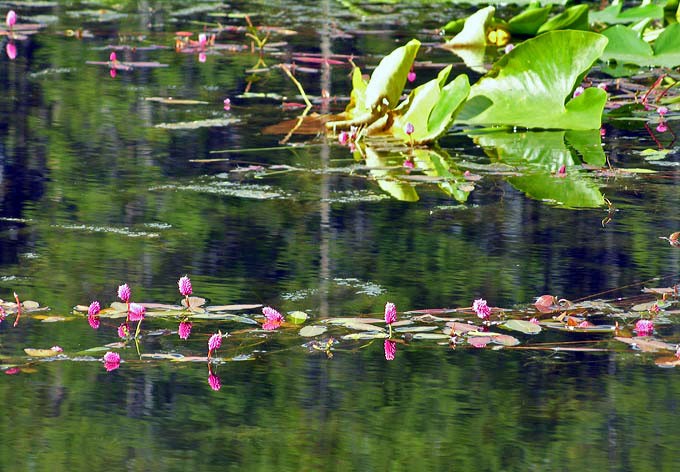 Pond with Lily Pads & blossoms in Colter Bay area - Grand Teton National Park