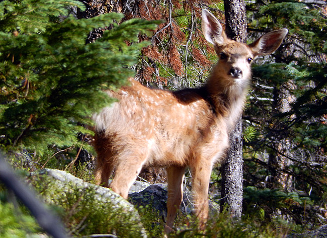 Fawn along the Red Mountain Trail in the Colorado Never Summer Range