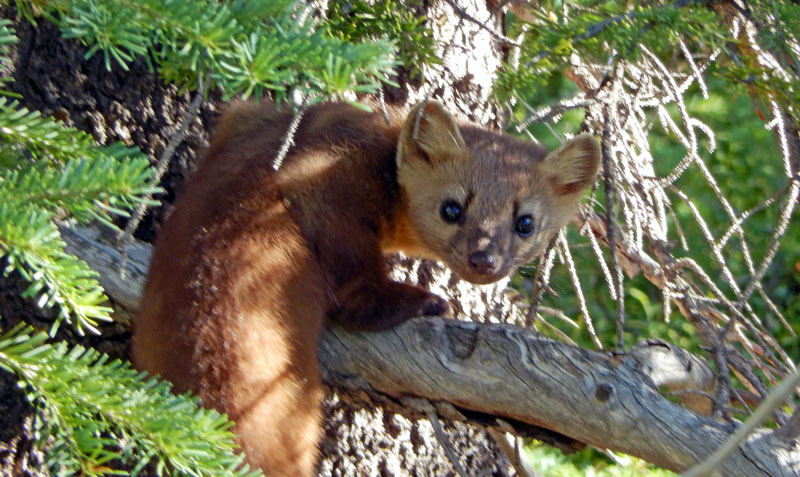 Marten along the Red Mountain Trail in the Colorado Never Summer Range