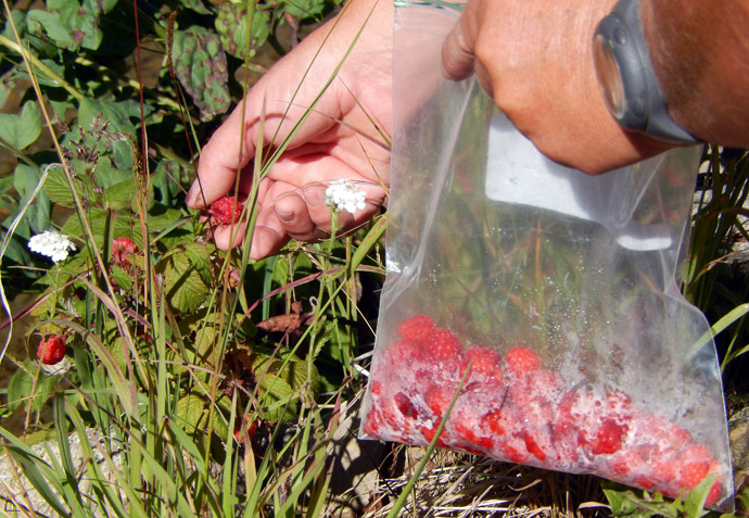 Raspberries along the Grand Ditch Road in the Never Summer Range