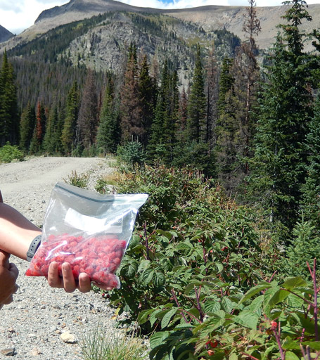 More raspberry picking along the Grand Ditch Road in the Never Summer Range