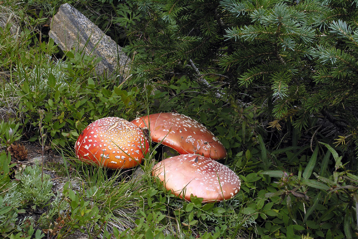 Amanita muscaria (Fly Agaric) mushrooms above Lion Lake No 1