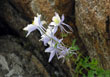 Columbine wild flower above Trio Falls, Wild Basin