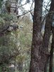 Abseiling, in poor style, Monkeyface Cliffs, NSW, AU