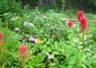 Field of wild flowers, Granite Canyon Trail - Grand Teton National Park