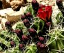 Cactus in Bloom at Menses Prow in the Gallery, Shelf Road