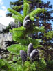 Subalpine Fir