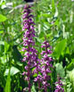 Elephant Flowers - Pedicularis groenlandica