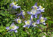 Colorado Blue Columbine - Aquilegia caerulea
