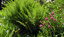 Indian Paintbrush along side of beautiful fern in the Wild Basin