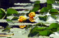 Yellow Pond Lily - Nuphar polysepala