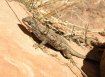 Colorado National Monument local lizzard on the rock