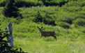 Playful deer along the Cache la Poudre Wilderness Trail