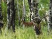 Deer in camp at Placer Creek down the road from the Blank Gulch Trailhead