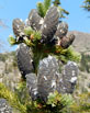 Subalpine Fir cones