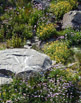 Mother Nature’s wildflower garden