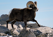 Bighorn Ram enjoying a windy cold day near the summit of Flattop Mountain.