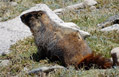 Marmot near the summit of Flattop Mountain, along the Flattop Mountain Trail