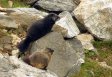 Marmots at Amphitheater Lake - Grand Teton National Park