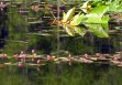Pond with Lily Pads & blossoms in Colter Bay area - Grand Teton National Park