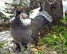 Dusky Grouse struttin his stuff on the Flttop Mtn trail, Rocky Mountain National Park
