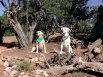 Lady and Crimper at the CHRanch, south of Shelf Road