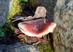 Unidentied mushroom with tree-like fungus growing out of it