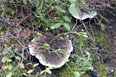 Unidentified mushroom in the Never Summer Range