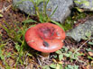 Unidentified mushroom in the Never Summer Range