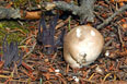 Clavaria purpurea (Purple Coral) and Agaricus augustus (The Prince)