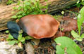 Unidentified mushroom in the Never Summer Range