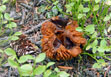 Unidentified mushroom in the Never Summer Range