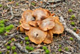 Unidentified mushroom in the Never Summer Range