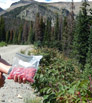 More raspberry picking along the Grand Ditch Road in the Never Summer Range