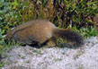 Passing marmot shot #5 at Lawn Lake