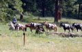 Park ranger with a train of pack horses