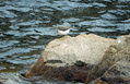 Bird along shore of Lost Lake