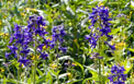 Early Larkspur Flowers - Delphinium nuttallianum