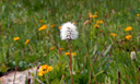 Bistort Flowers - Polygonum bistortoides