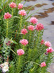 Queen’s Crown - Sedum rhodanthum
