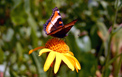 Milbert’s Tortoiseshell butterfly