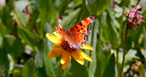 Hoary Comma - Polygonia gracilis