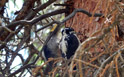 Pair of woodpeckers doing their thing on the north side of Lost Lake