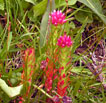 Rose Crown - Clementsia rhodantha - Crassulaceae (Stonecrop Family)