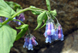 Alpine Mertensia Flowers - Mertensia alpina