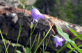 Parry’s Bellflower - Campanula parryi