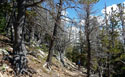 Suzy hiking down the Beaver Creek trail below timberline in the Indian Peaks Wilderness