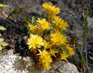 Unknown pretty yellow wildflower in the Indian Peaks Wilderness
