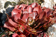 Unknown alpine vegetation showing fall colors near the summit of Mount Audubon